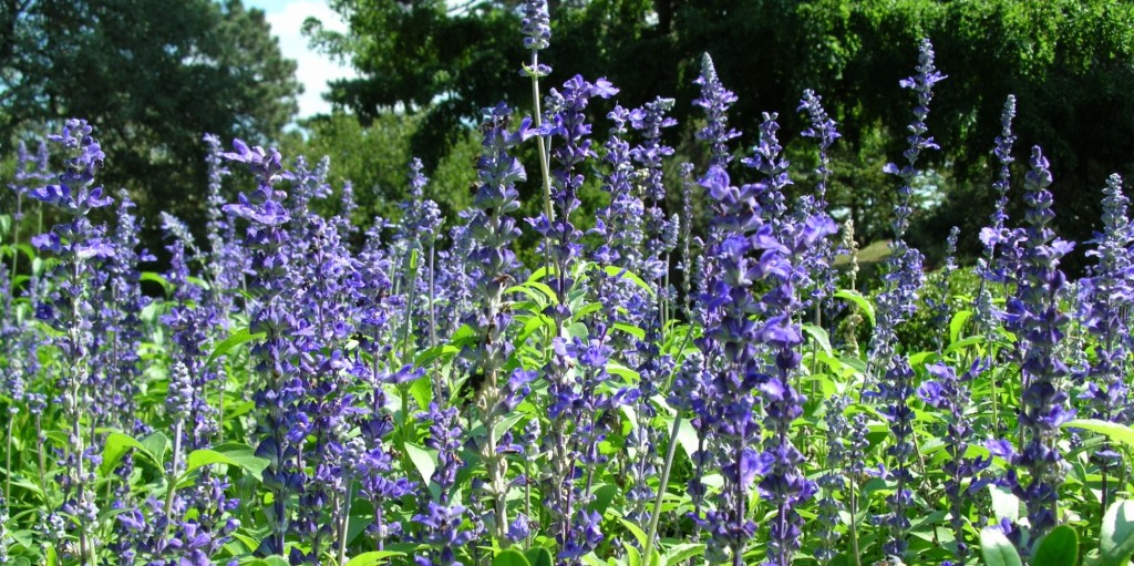 Lavender