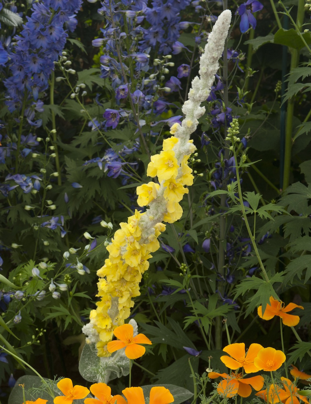 What's That Tall, Yellow Weed Doing in Monet's Garden? - Plant Talk
