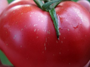 Rose de Berne tomato