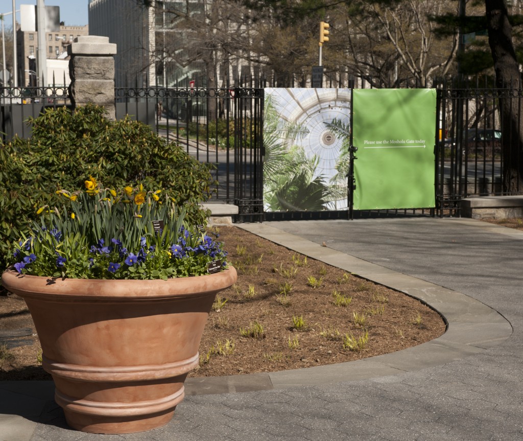 Plant Profile Bedford Gate Containers Plant Talk