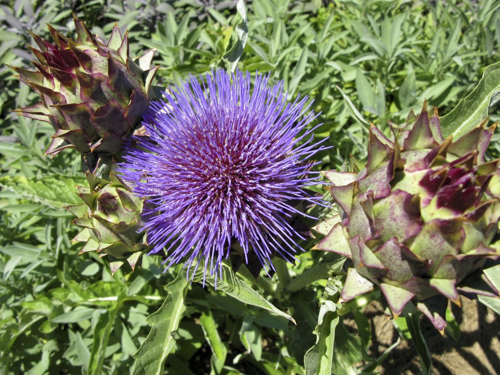 Artichokes