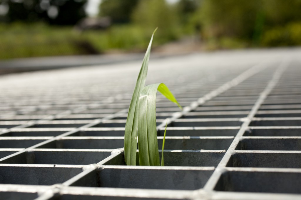 Grass