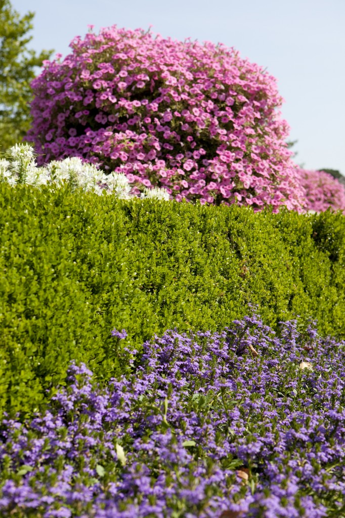 Petunias, et cetera