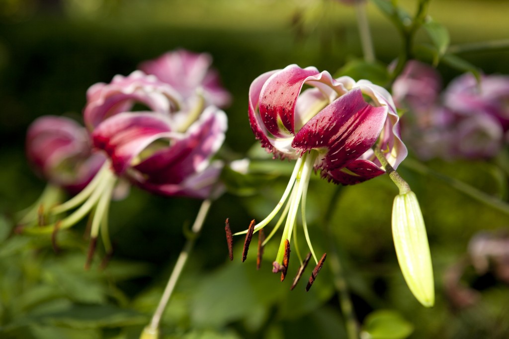 Perennial Garden lovelies