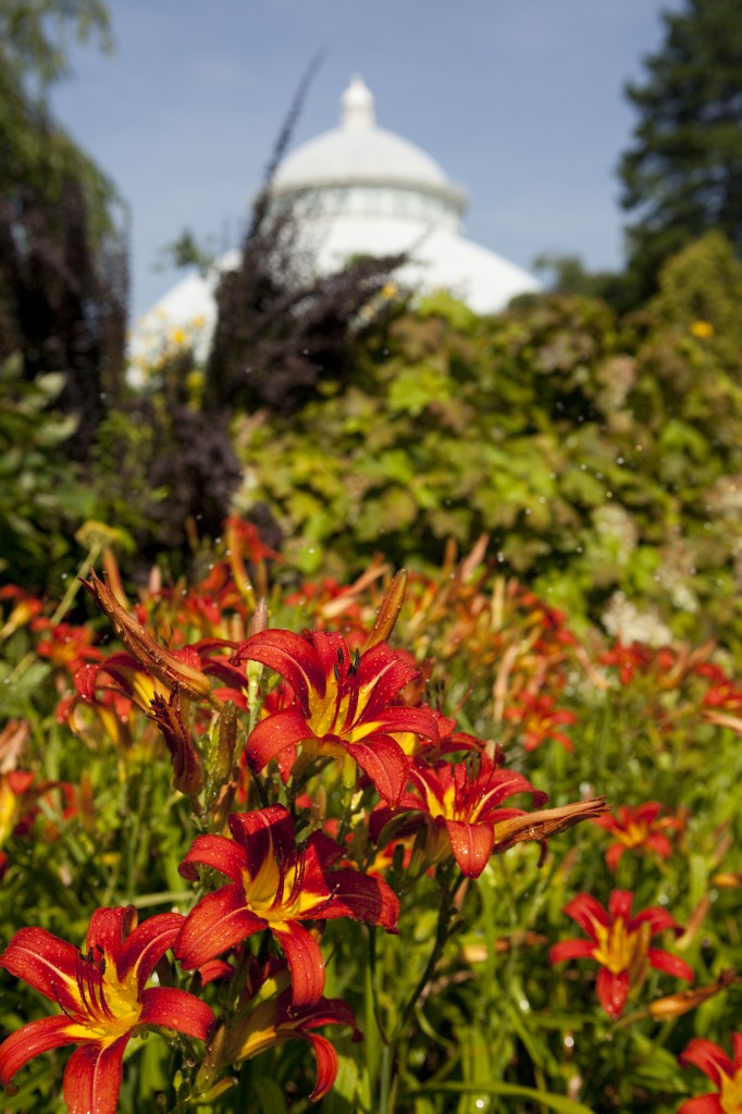 Perennial Garden