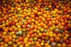 Greenmarket Tomatoes