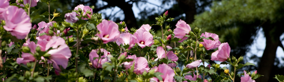 The Weekend at NYBG