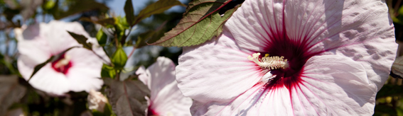 The Weekend at NYBG