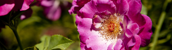 The NYBG Weekender