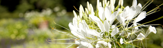 The NYBG Weekender