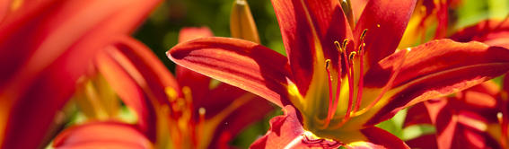 The NYBG Weekender