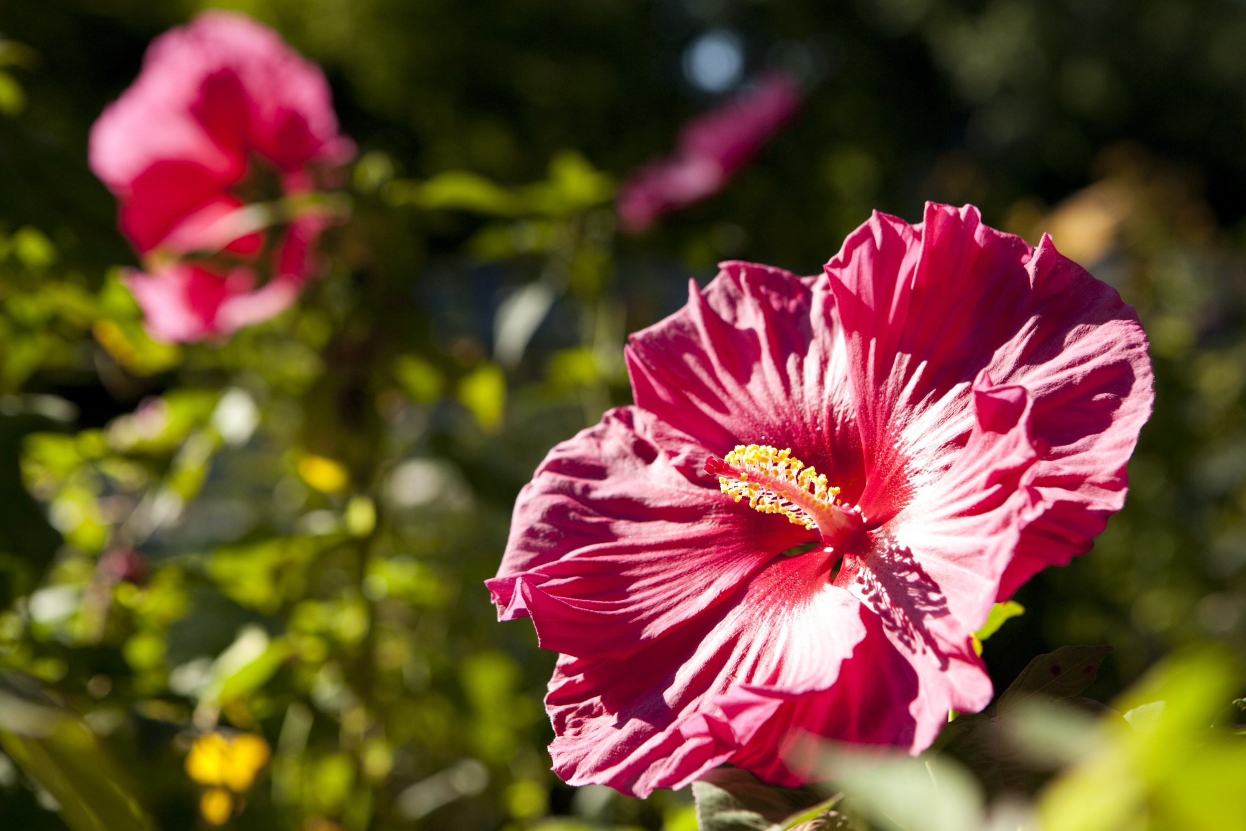 Hibiscus Archives - Plant Talk