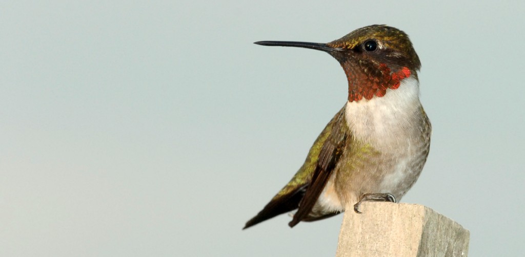 Ruby-throated hummingbird