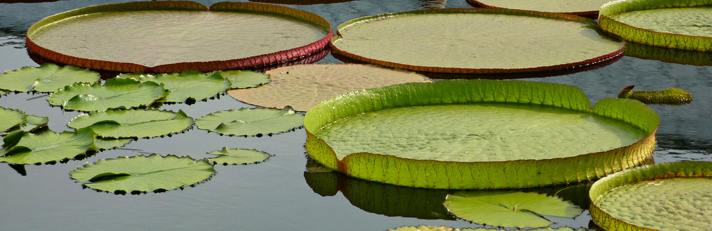 Victoria amazonica