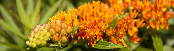 The Weekend at the NYBG