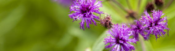 The Weekend at the NYBG