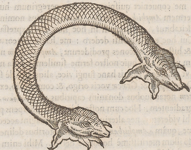 two-headed snake