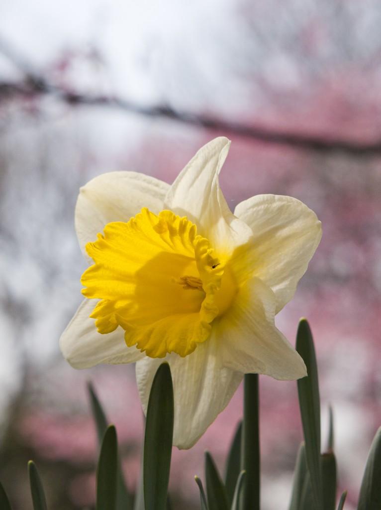 Daffodils in October Volunteers Needed! Plant Talk