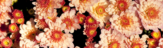 The NYBG Weekend
