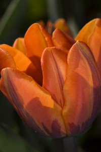 Tulipa 'Princess Irene'