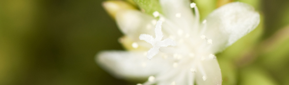 The NYBG Weekend