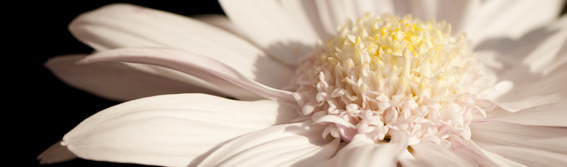The NYBG Weekend
