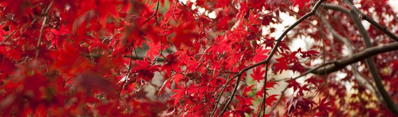 The NYBG Weekend