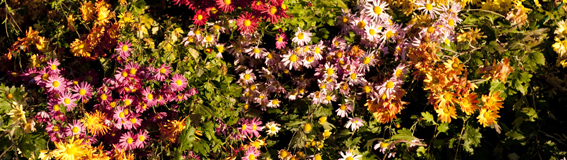 The NYBG Weekend