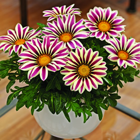 Gazania 'Big Kiss White Flame' -- 2012 AGA runner-up