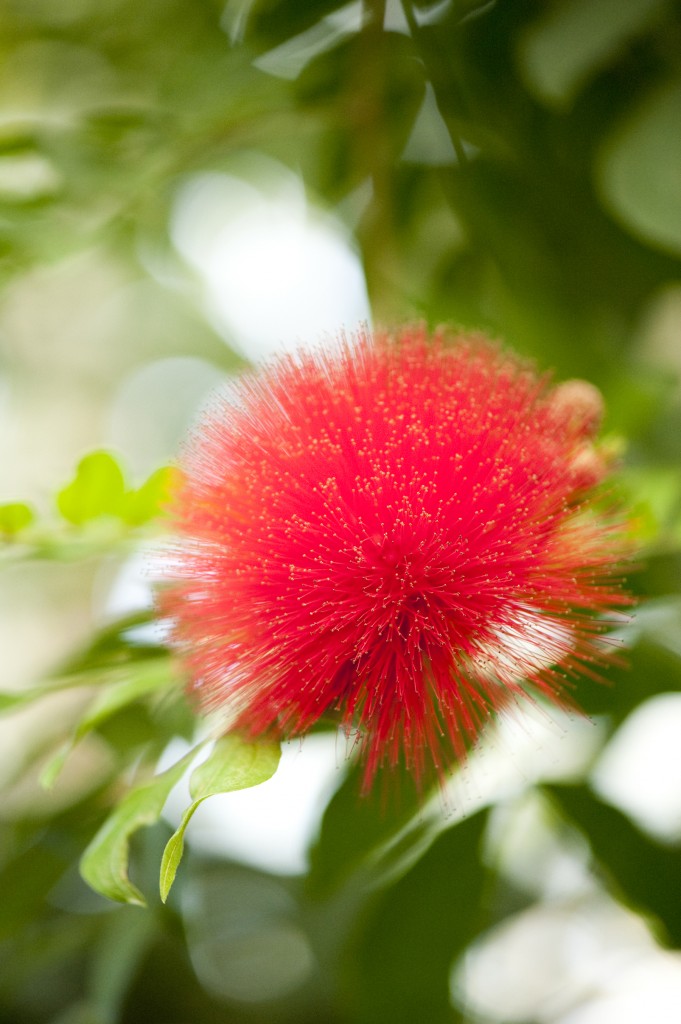 Calliandra haematocephala