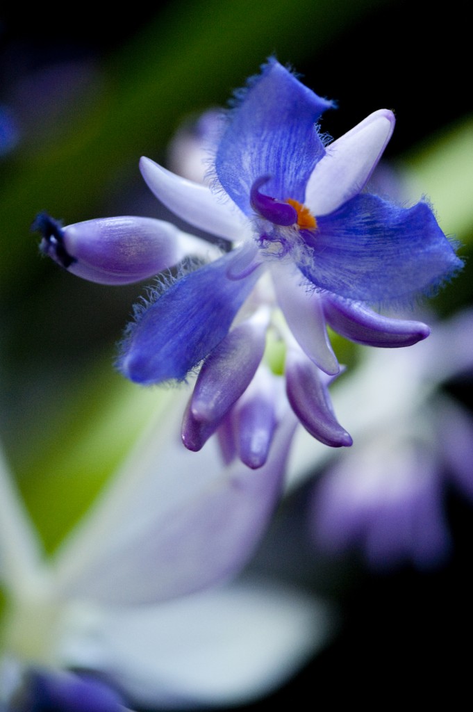 Cochliostema odoratissimum