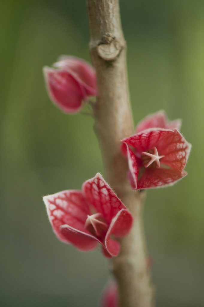 Pavonia cauliflora