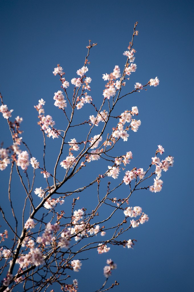 Prunus x subhirtella 'Autumnalis Rosea'