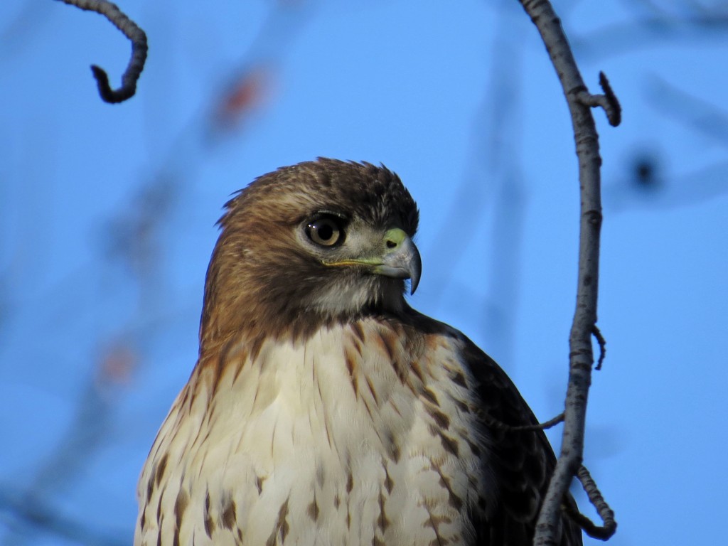 Red-tailed Hawk