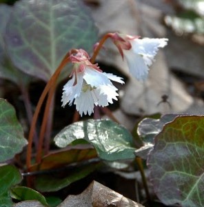 Oconee bells (photo by Natural Gardening)