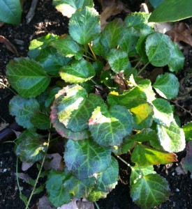 Shortia Growing Under Rhododendron