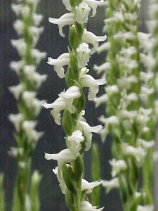 Spiranthes cernua