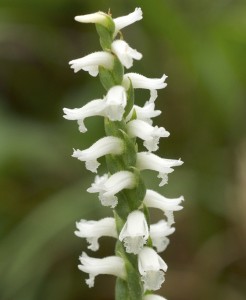 Spiranthes cernua