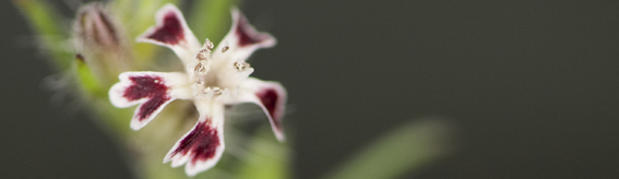 The NYBG Weekend