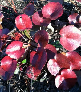 Galax urceolata