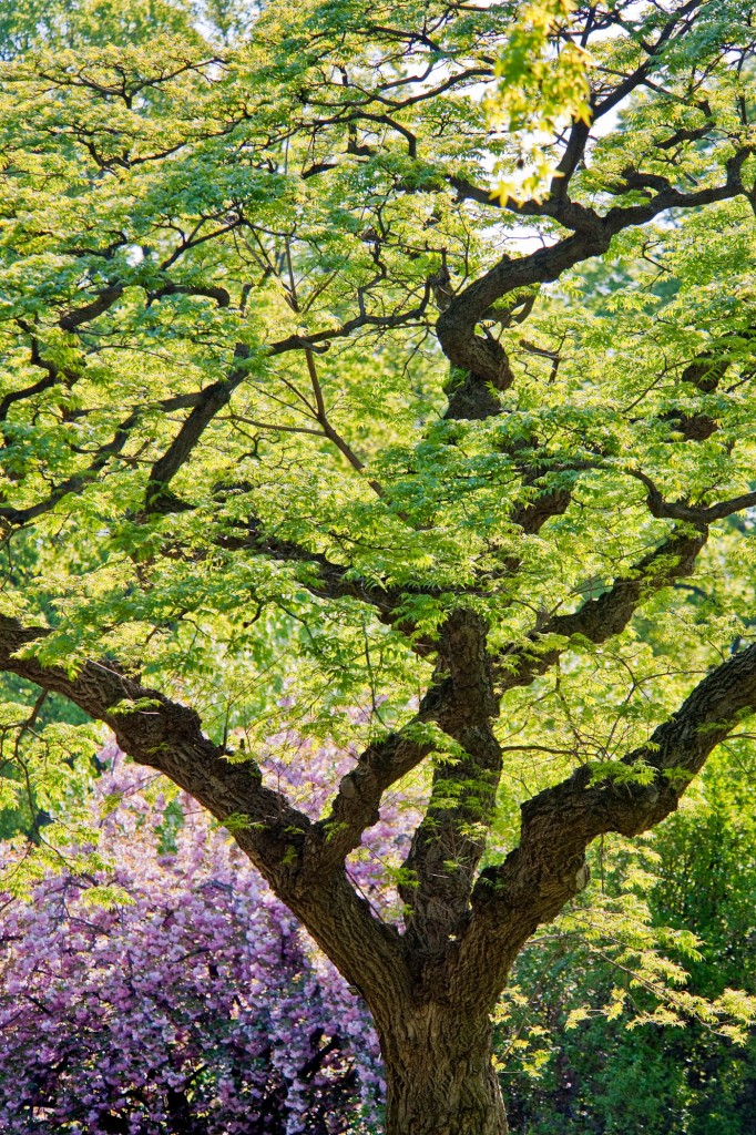 Magnificent Trees of The New York Botanical Garden Plant Talk