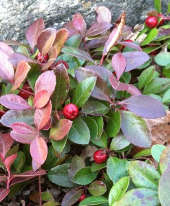 Wintergreen (Gaultheria procumbens)