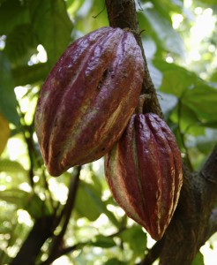 Cacao pods