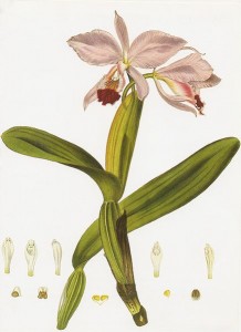 Lindley's Cattleya labiata