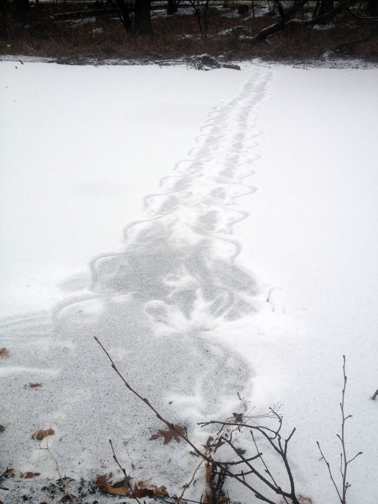 Bronx River tracks