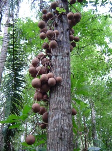 Cannon ball-like fruits of Couroupita guianensis, the cannon ball tree. Photo by L. Gamez Alvarez.