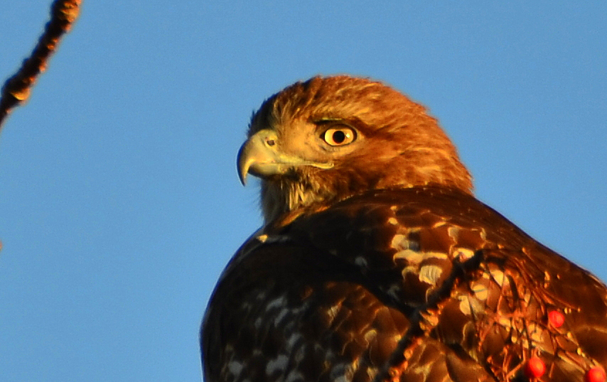 Red-tailed Hawk