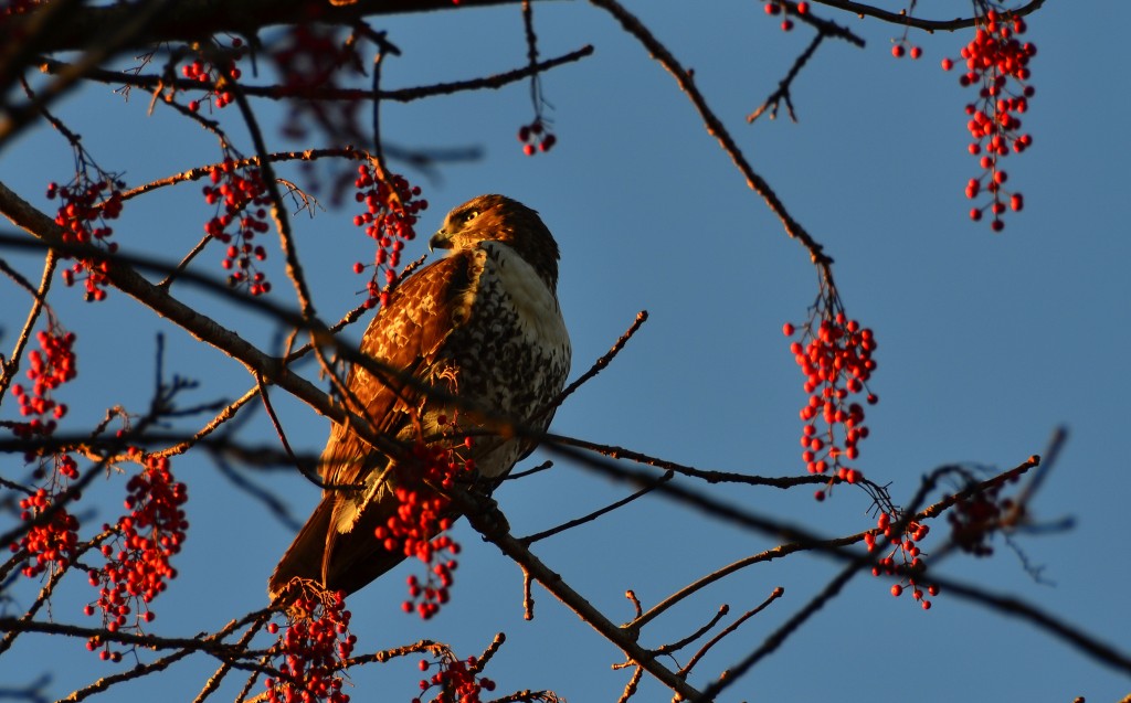 Red-tailed Hawk