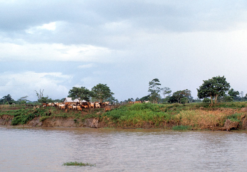 Cattle Ranching