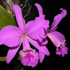 Cattleya labiata